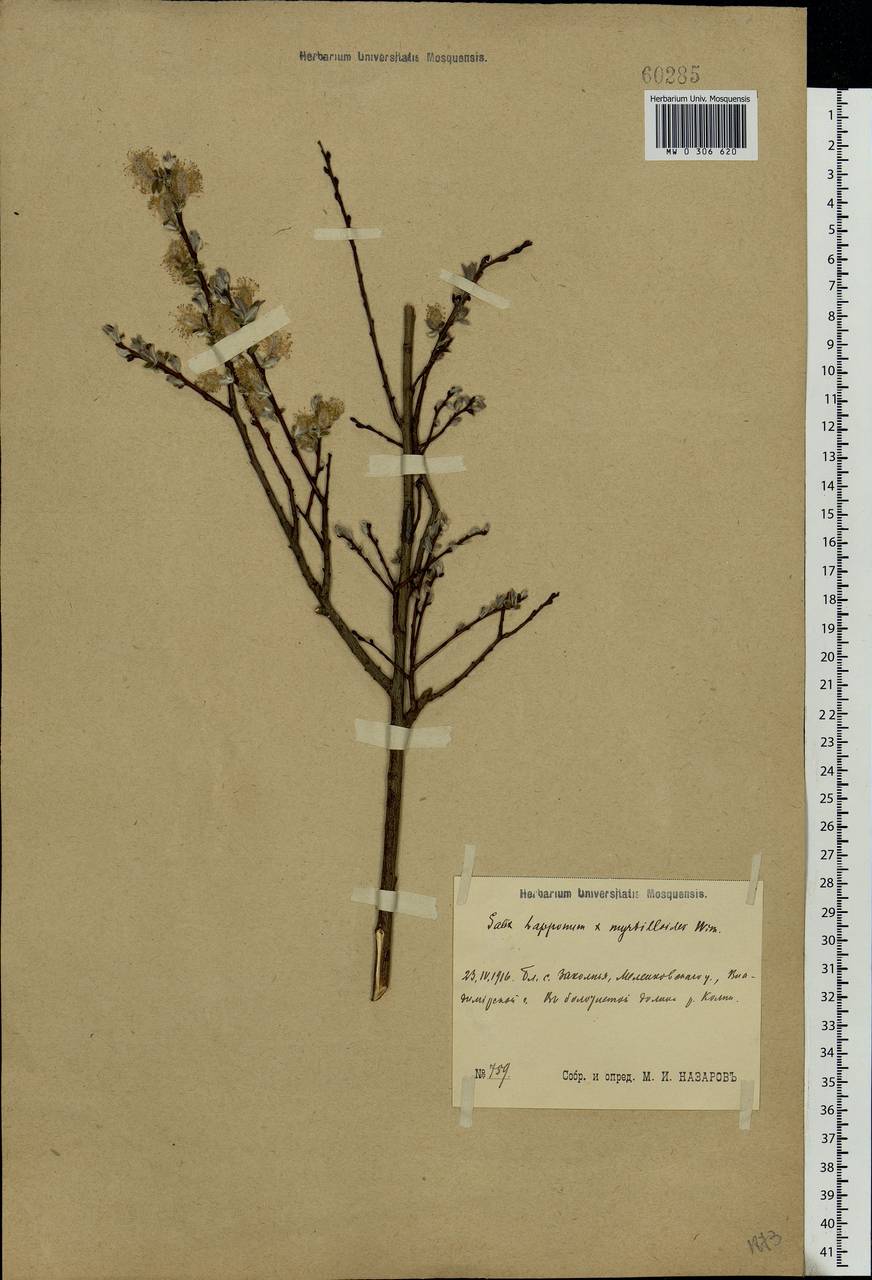 Salix lapponum × myrtilloides, Eastern Europe, Central region (E4) (Russia)
