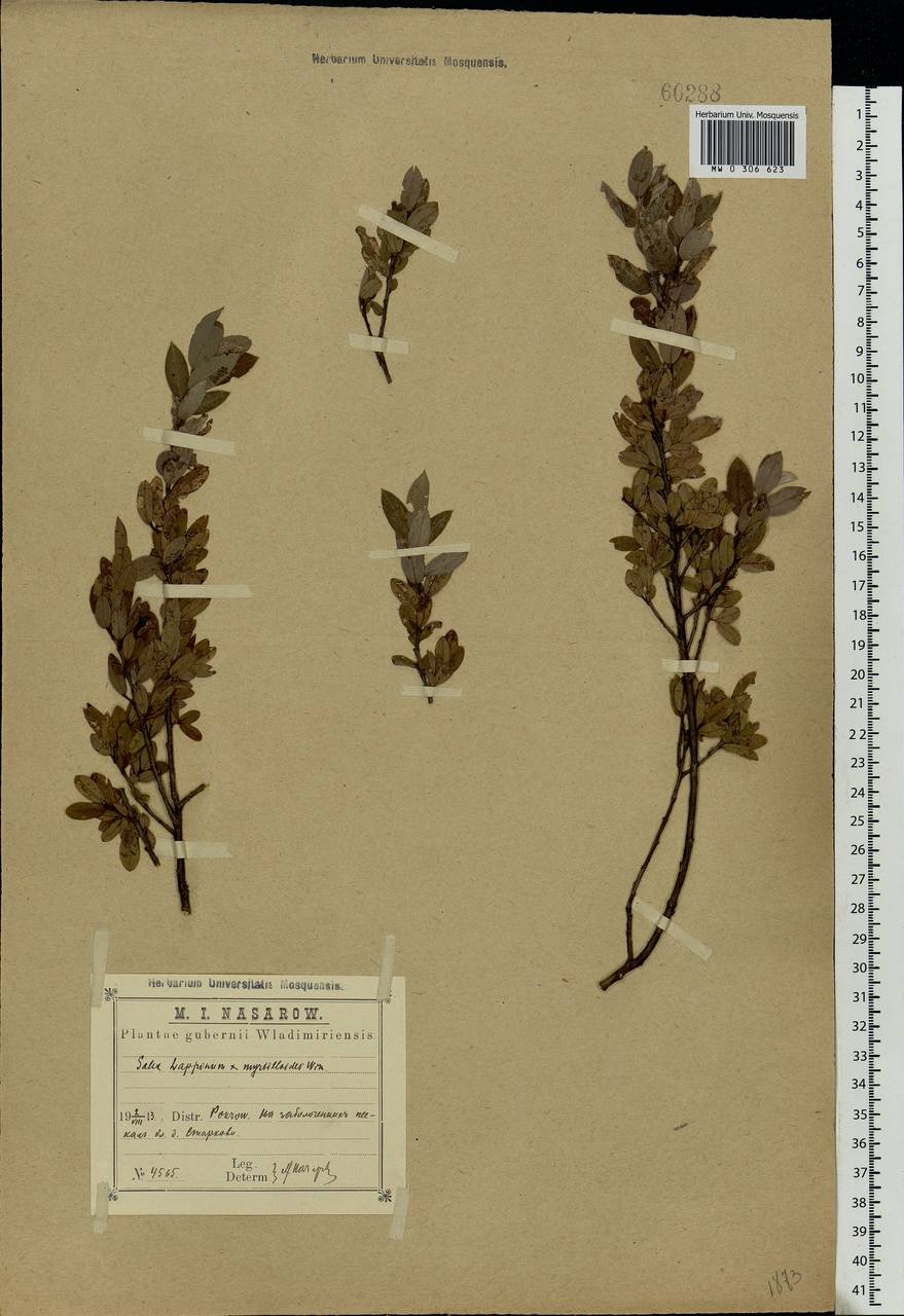 Salix lapponum × myrtilloides, Eastern Europe, Central region (E4) (Russia)