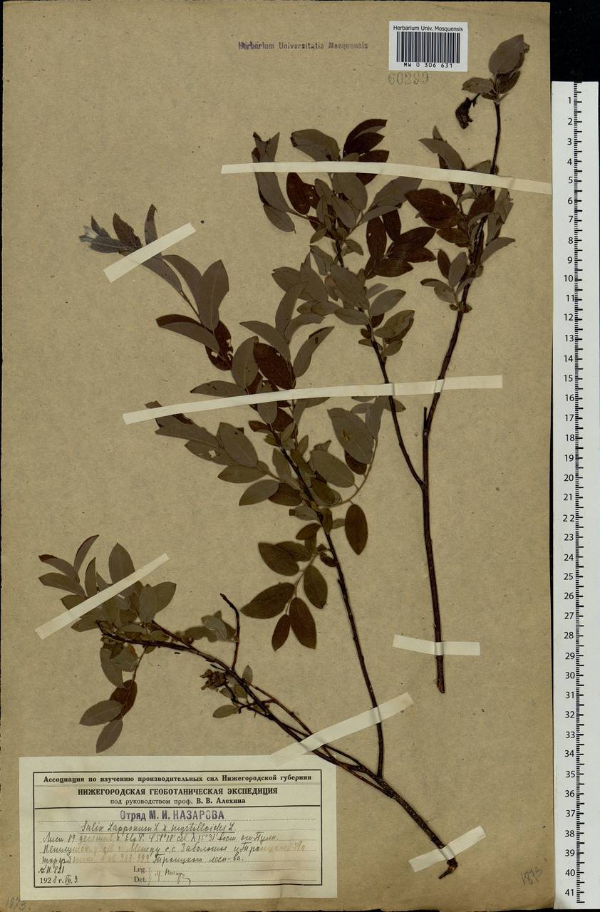 Salix lapponum × myrtilloides, Eastern Europe, Central forest region (E5) (Russia)