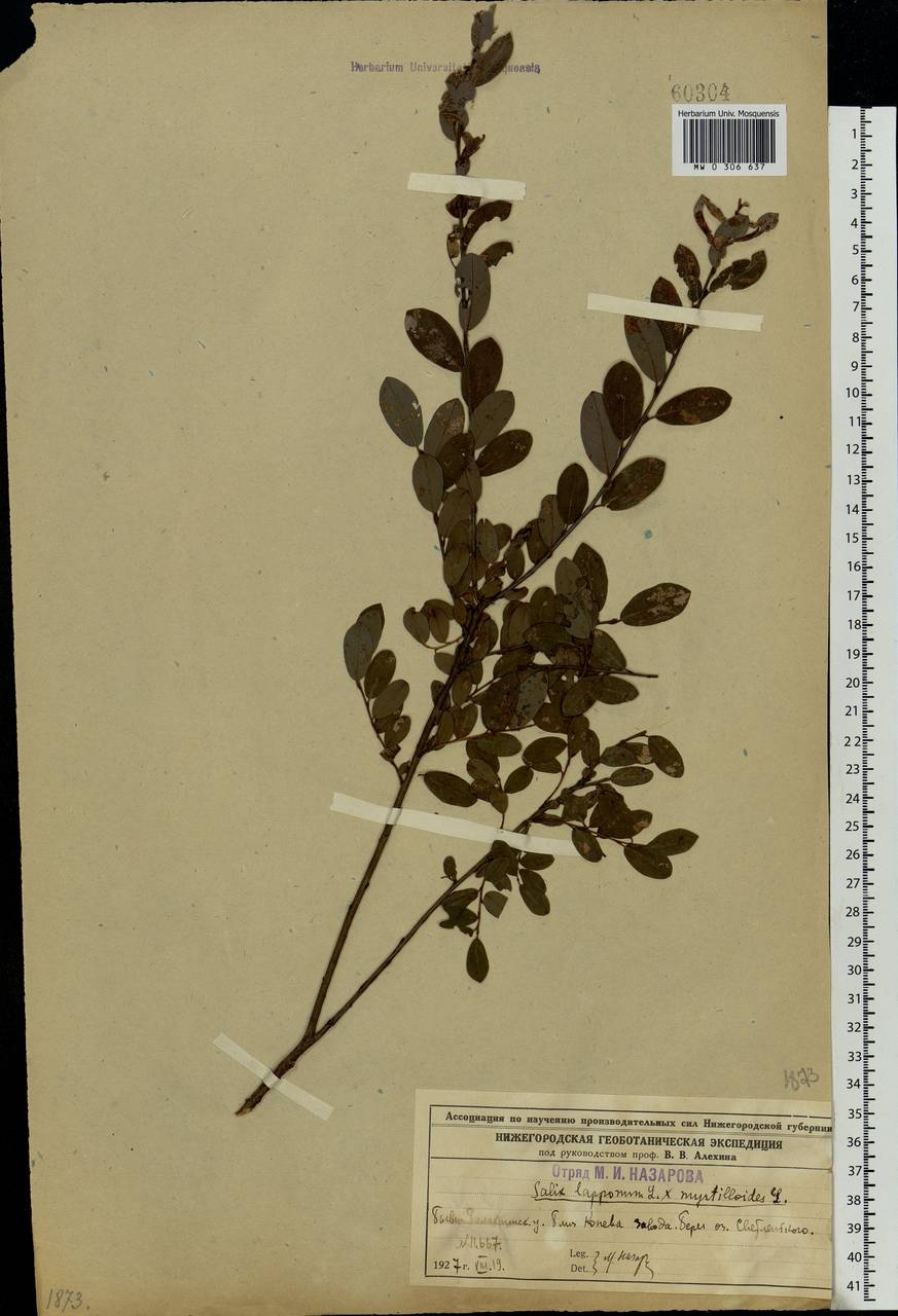 Salix lapponum × myrtilloides, Eastern Europe, Volga-Kama region (E7) (Russia)
