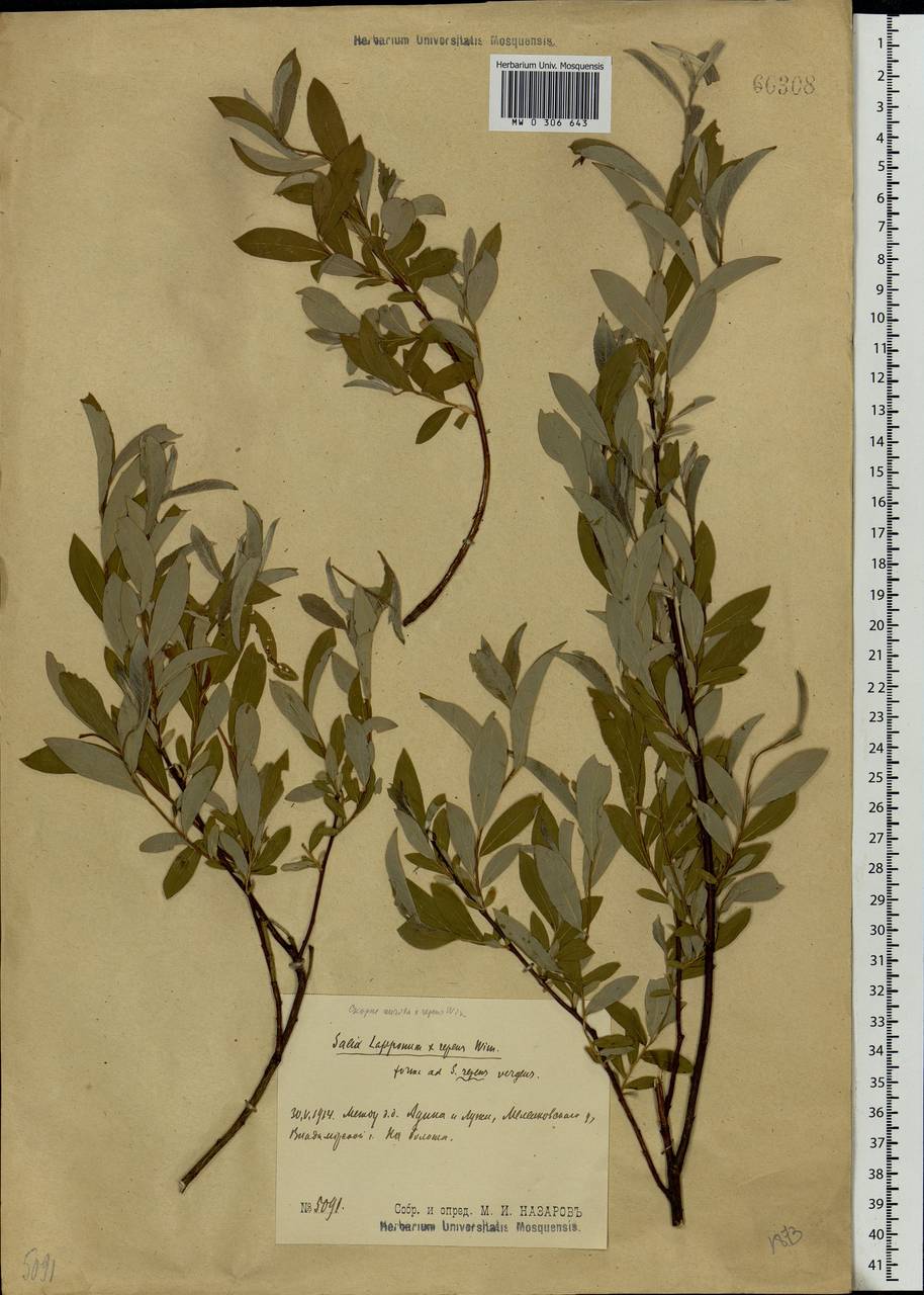Salix lapponum × rosmarinifolia, Eastern Europe, Central region (E4) (Russia)