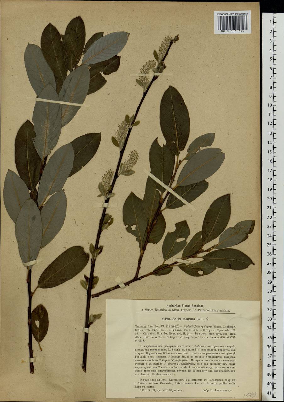 Salix ×laurina Sm., Eastern Europe, Latvia (E2b) (Latvia)