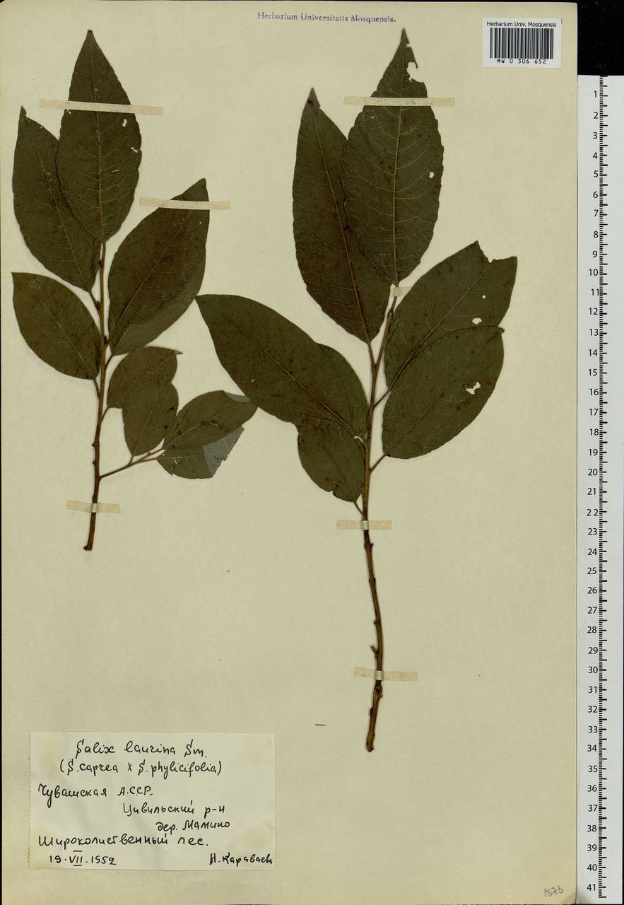 Salix ×laurina Sm., Eastern Europe, Middle Volga region (E8) (Russia)