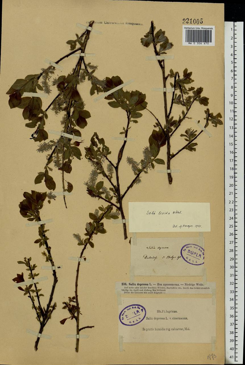 Salix starkeana Willd., Eastern Europe, North-Western region (E2) (Russia)