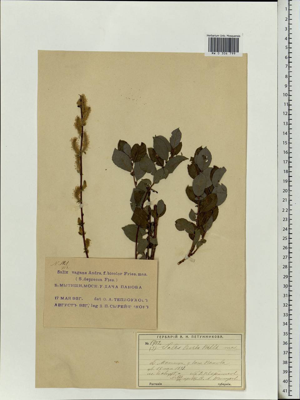 Salix starkeana Willd., Eastern Europe, Moscow region (E4a) (Russia)