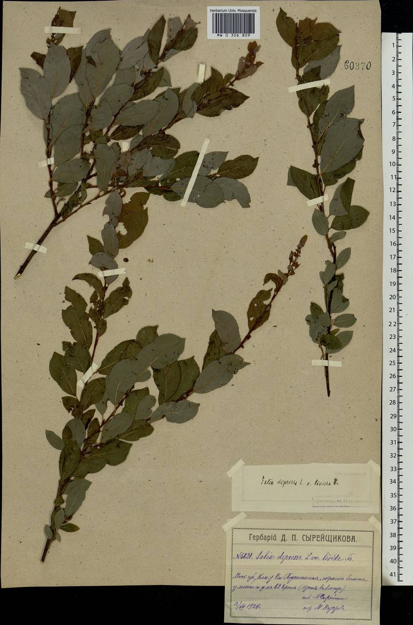 Salix starkeana Willd., Eastern Europe, Moscow region (E4a) (Russia)