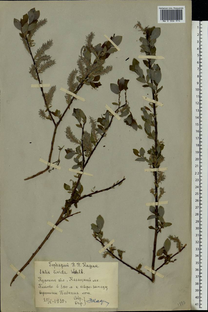 Salix starkeana Willd., Eastern Europe, Central forest-and-steppe region (E6) (Russia)