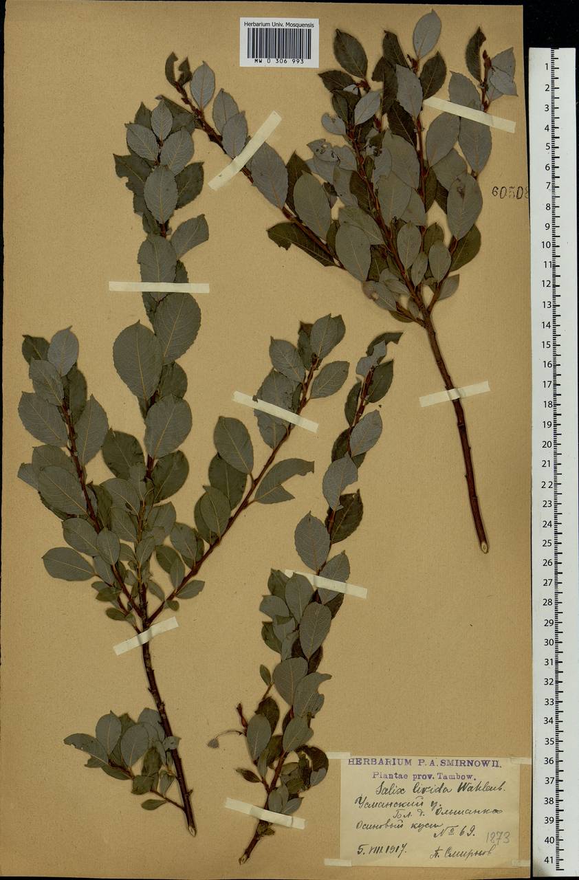 Salix starkeana Willd., Eastern Europe, Central forest-and-steppe region (E6) (Russia)