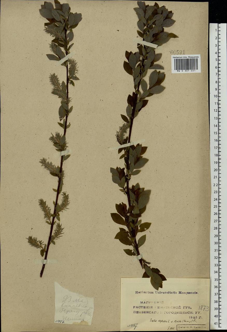 Salix starkeana Willd., Eastern Europe, Middle Volga region (E8) (Russia)