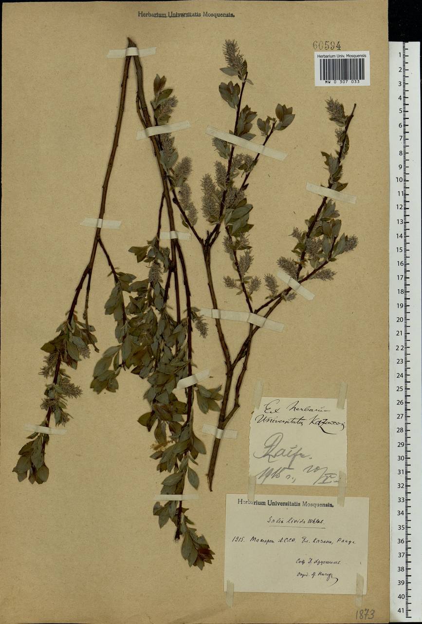 Salix starkeana Willd., Eastern Europe, Middle Volga region (E8) (Russia)