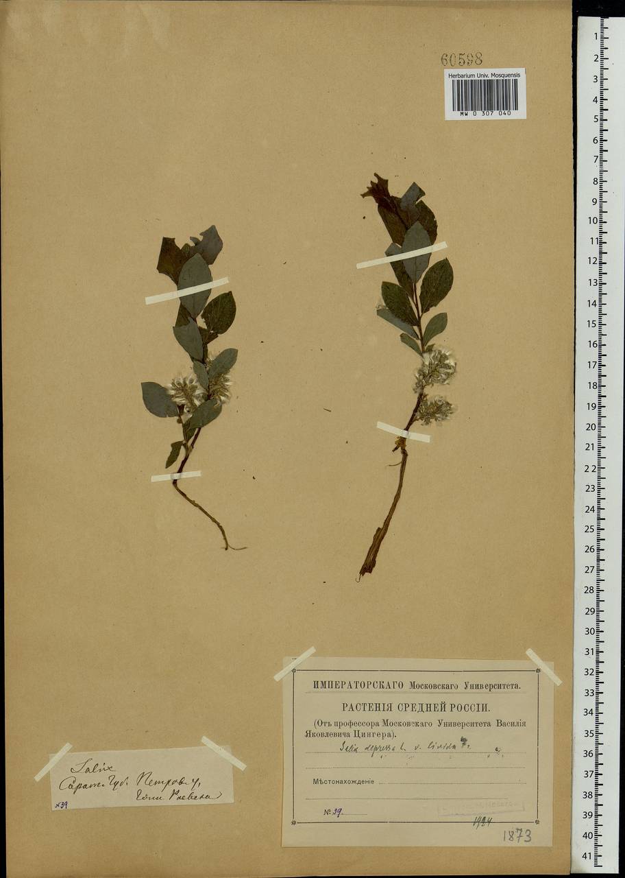 Salix starkeana Willd., Eastern Europe, Middle Volga region (E8) (Russia)