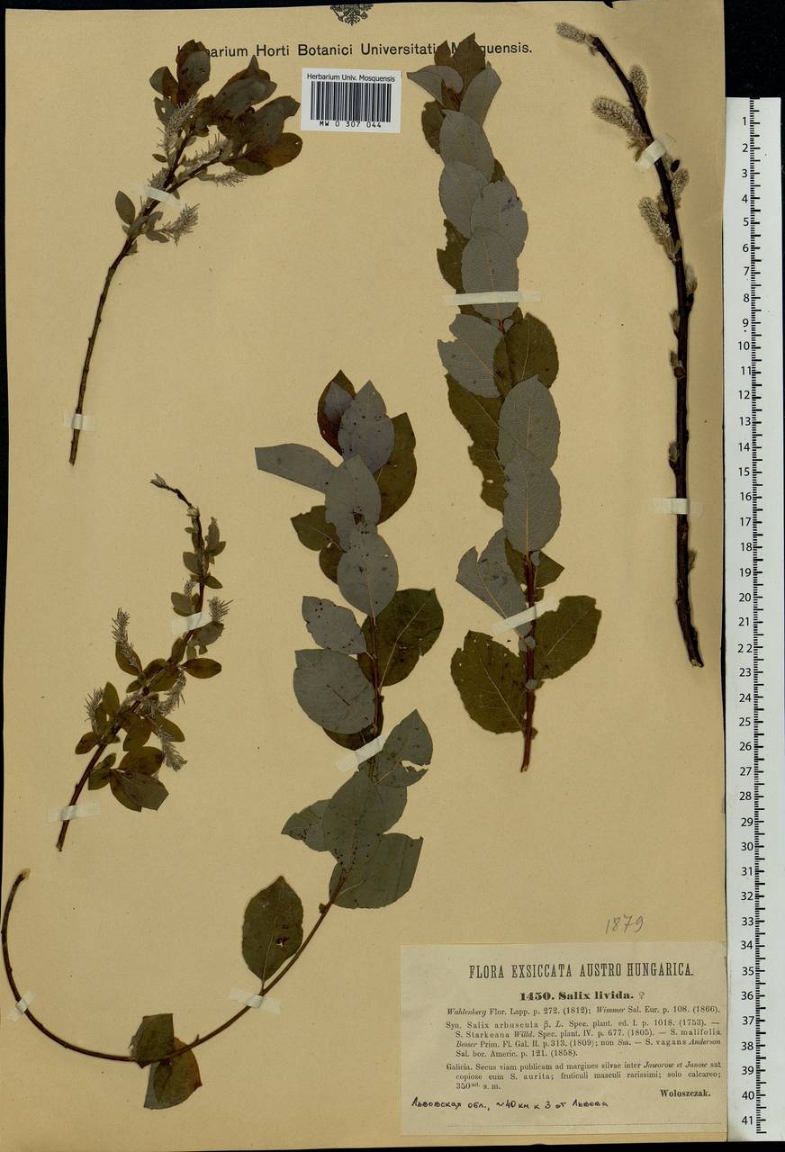 Salix starkeana Willd., Eastern Europe, West Ukrainian region (E13) (Ukraine)
