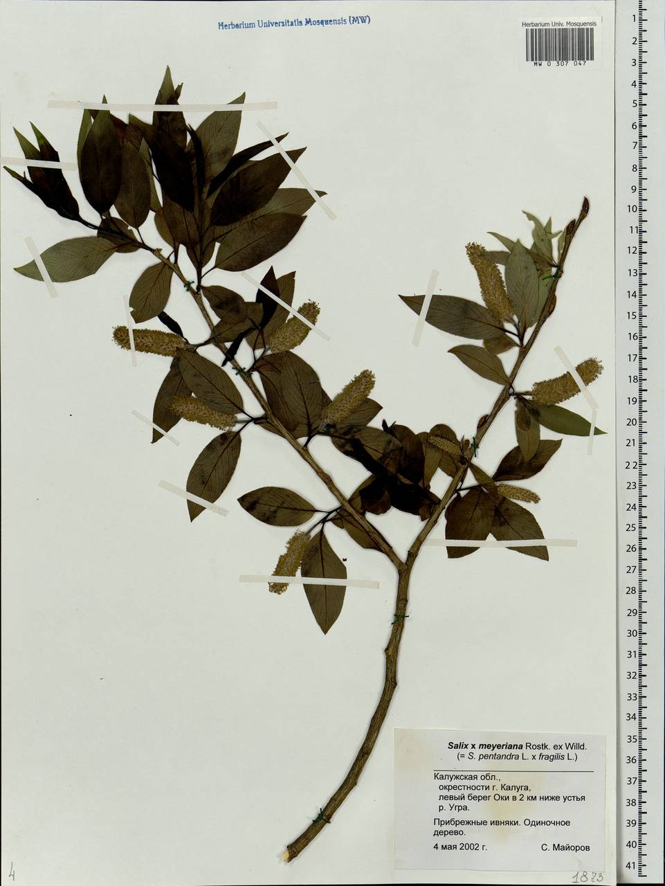 Salix ×meyeriana Rostk. ex Willd., Eastern Europe, Central region (E4) (Russia)