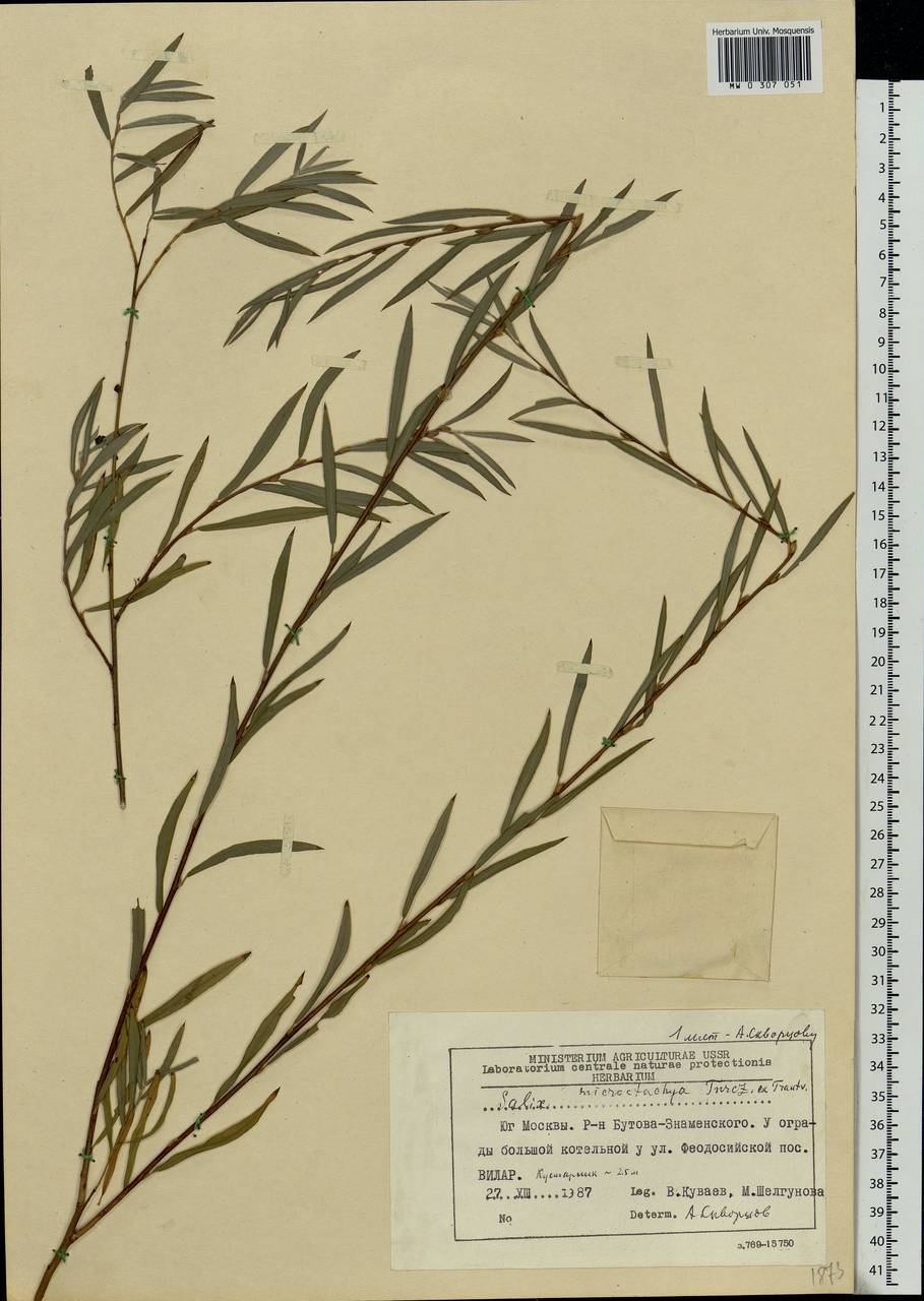 Salix microstachya Turcz. ex Trautv., Eastern Europe, Moscow region (E4a) (Russia)