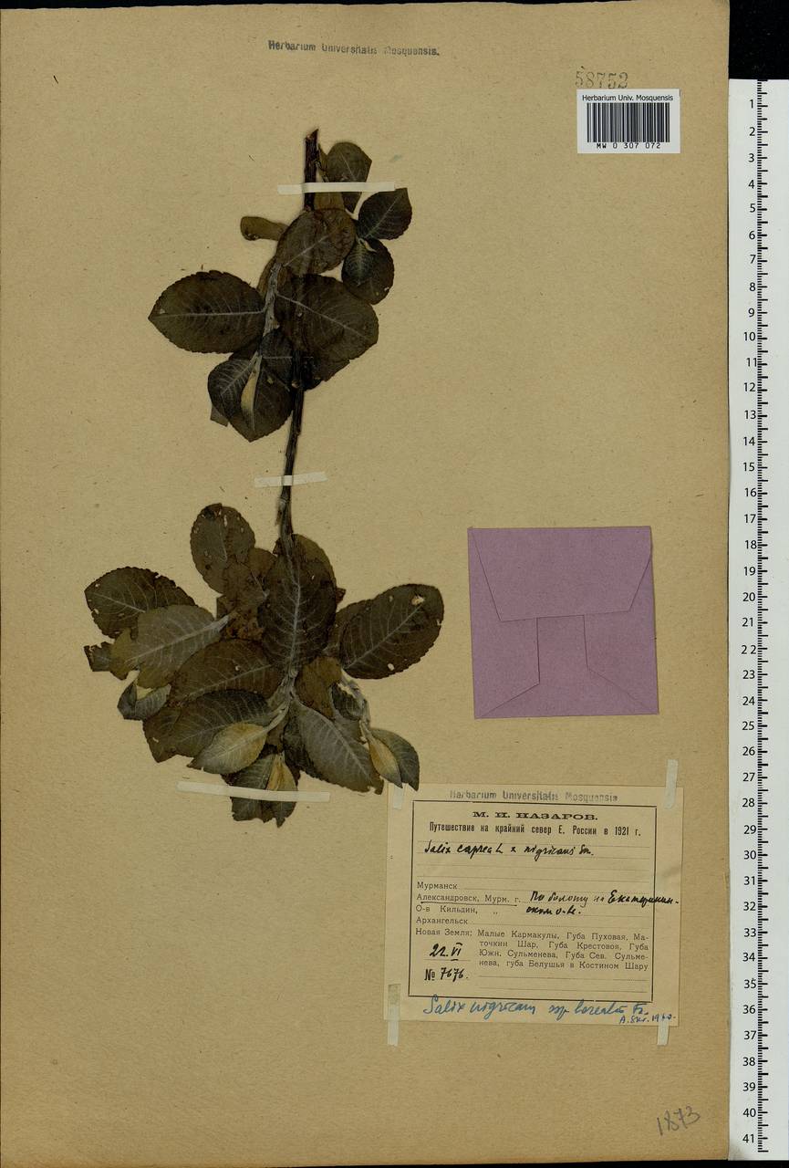 Salix myrsinifolia, Eastern Europe, Northern region (E1) (Russia)