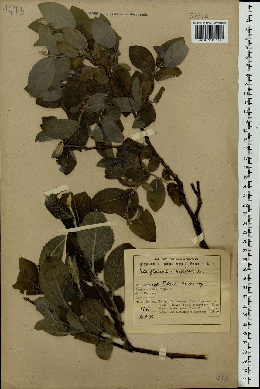Salix myrsinifolia, Eastern Europe, Northern region (E1) (Russia)
