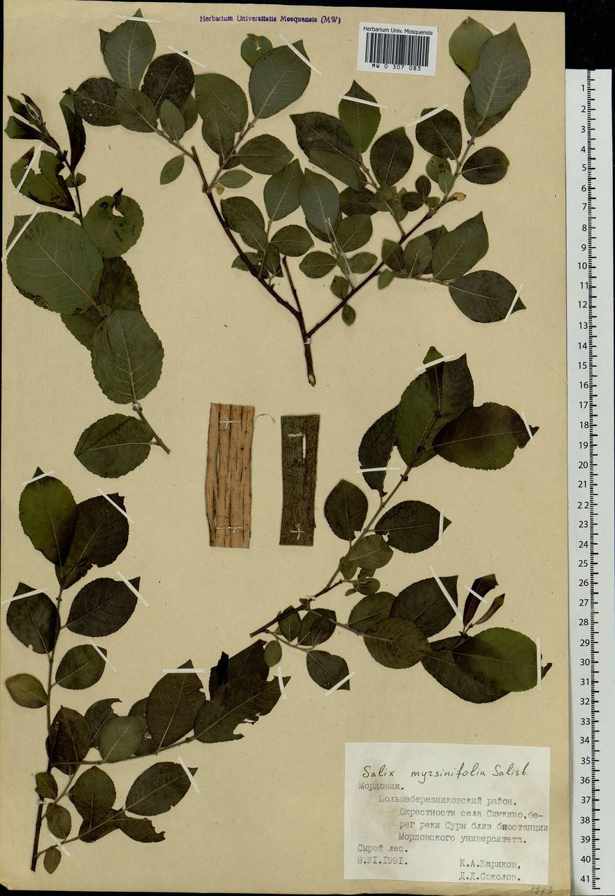 Salix myrsinifolia, Eastern Europe, Middle Volga region (E8) (Russia)