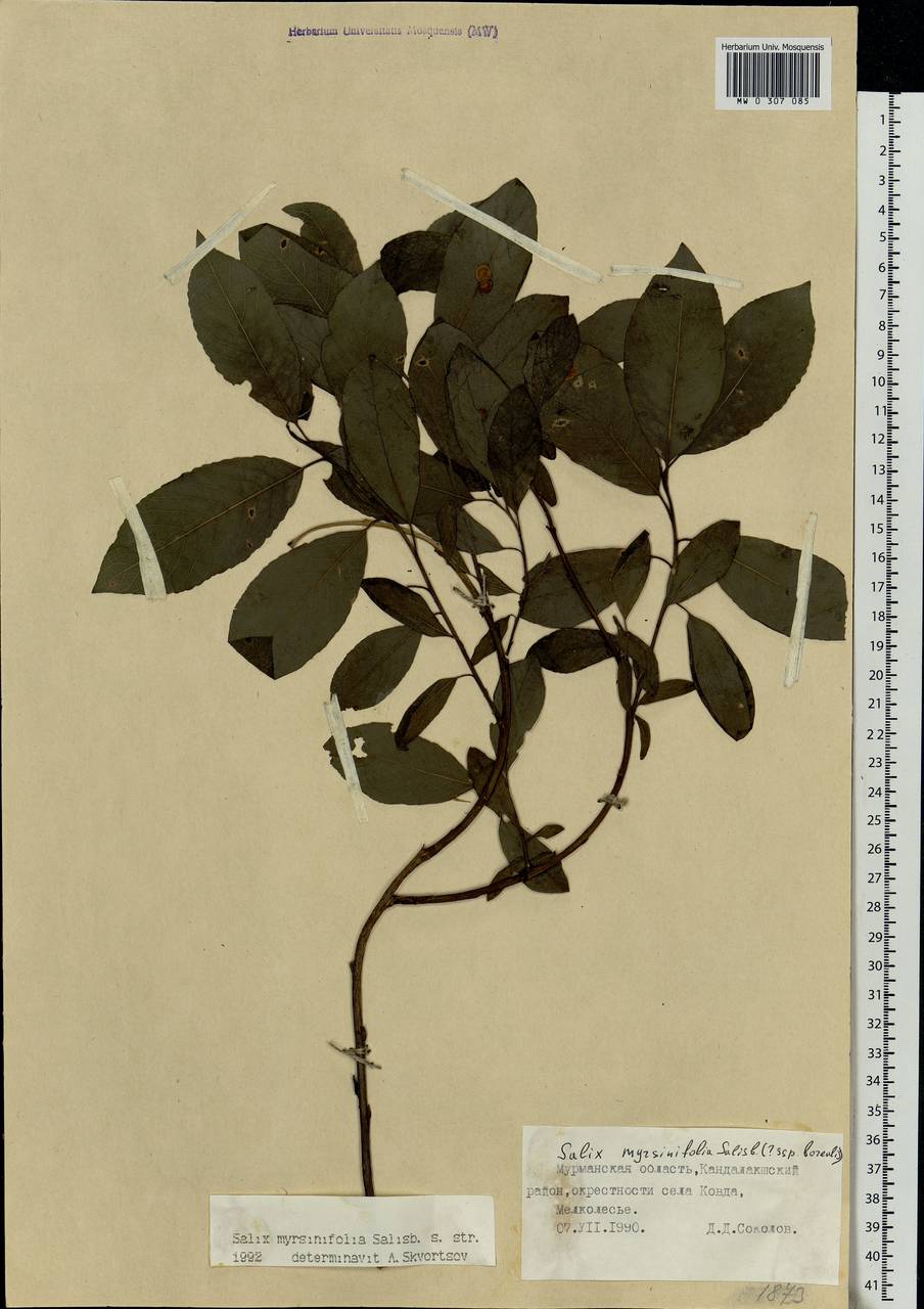 Salix myrsinifolia, Eastern Europe, Northern region (E1) (Russia)