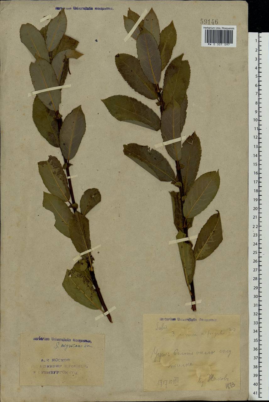 Salix myrsinifolia Salisb., Eastern Europe, Eastern region (E10) (Russia)
