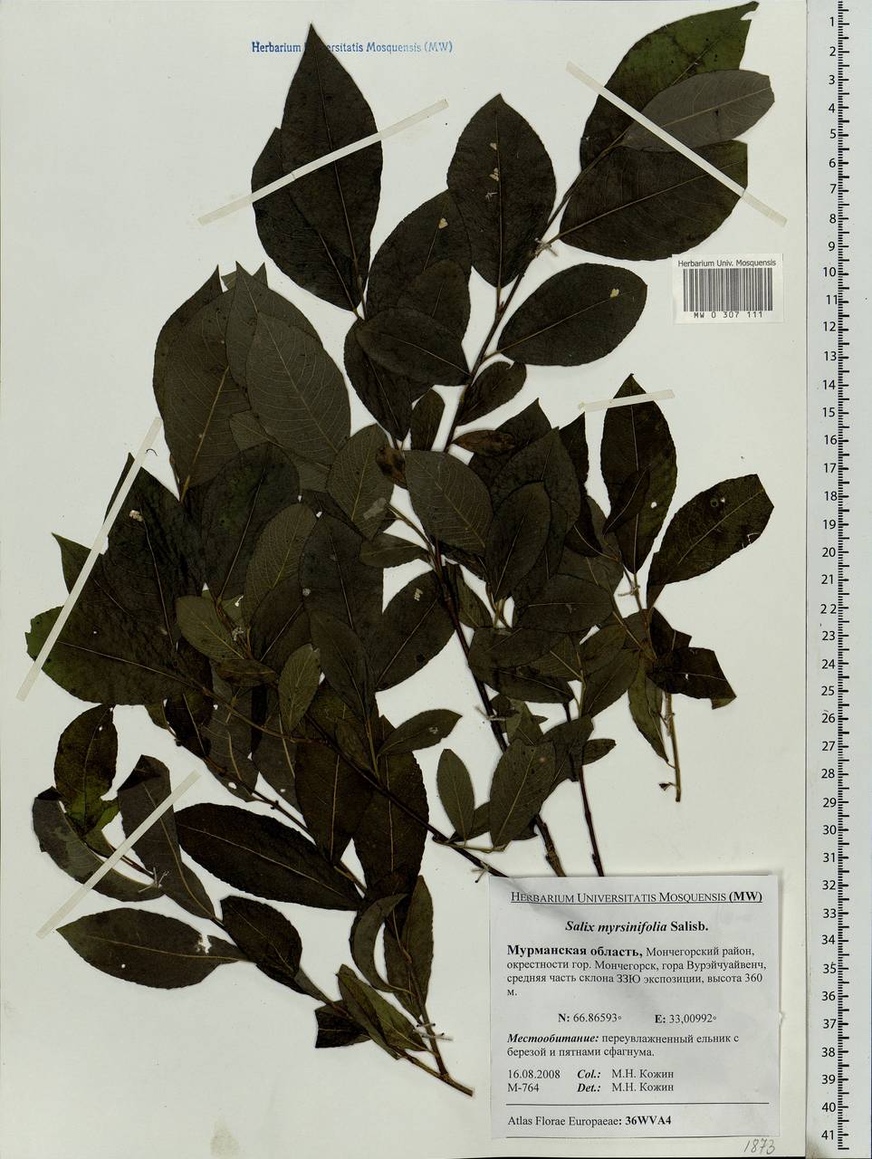 Salix myrsinifolia, Eastern Europe, Northern region (E1) (Russia)