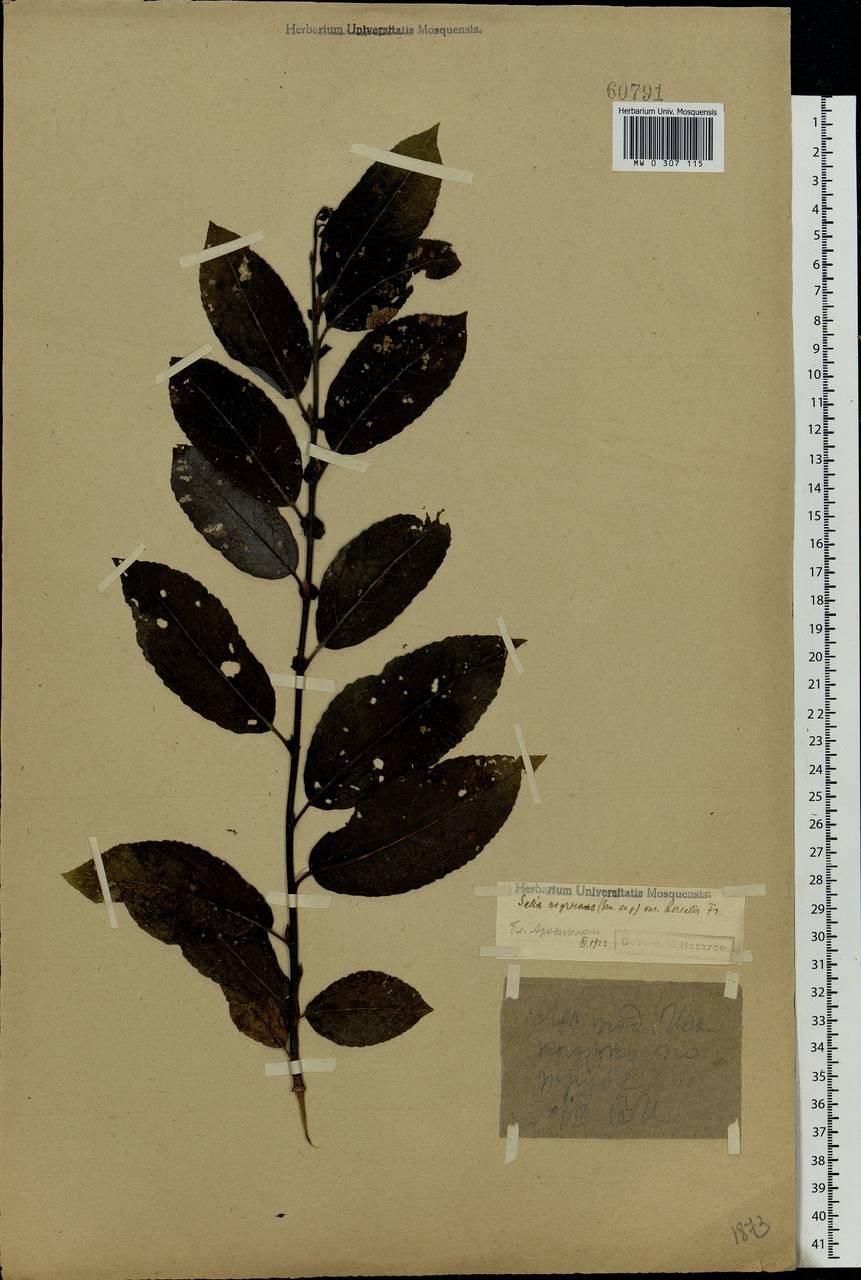 Salix myrsinifolia Salisb., Eastern Europe, Northern region (E1) (Russia)