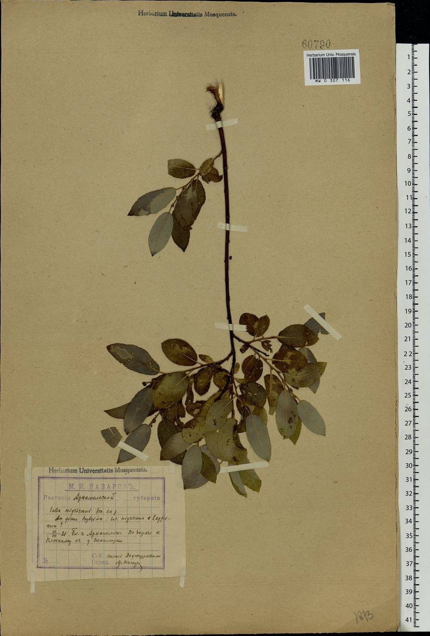 Salix myrsinifolia Salisb., Eastern Europe, Northern region (E1) (Russia)