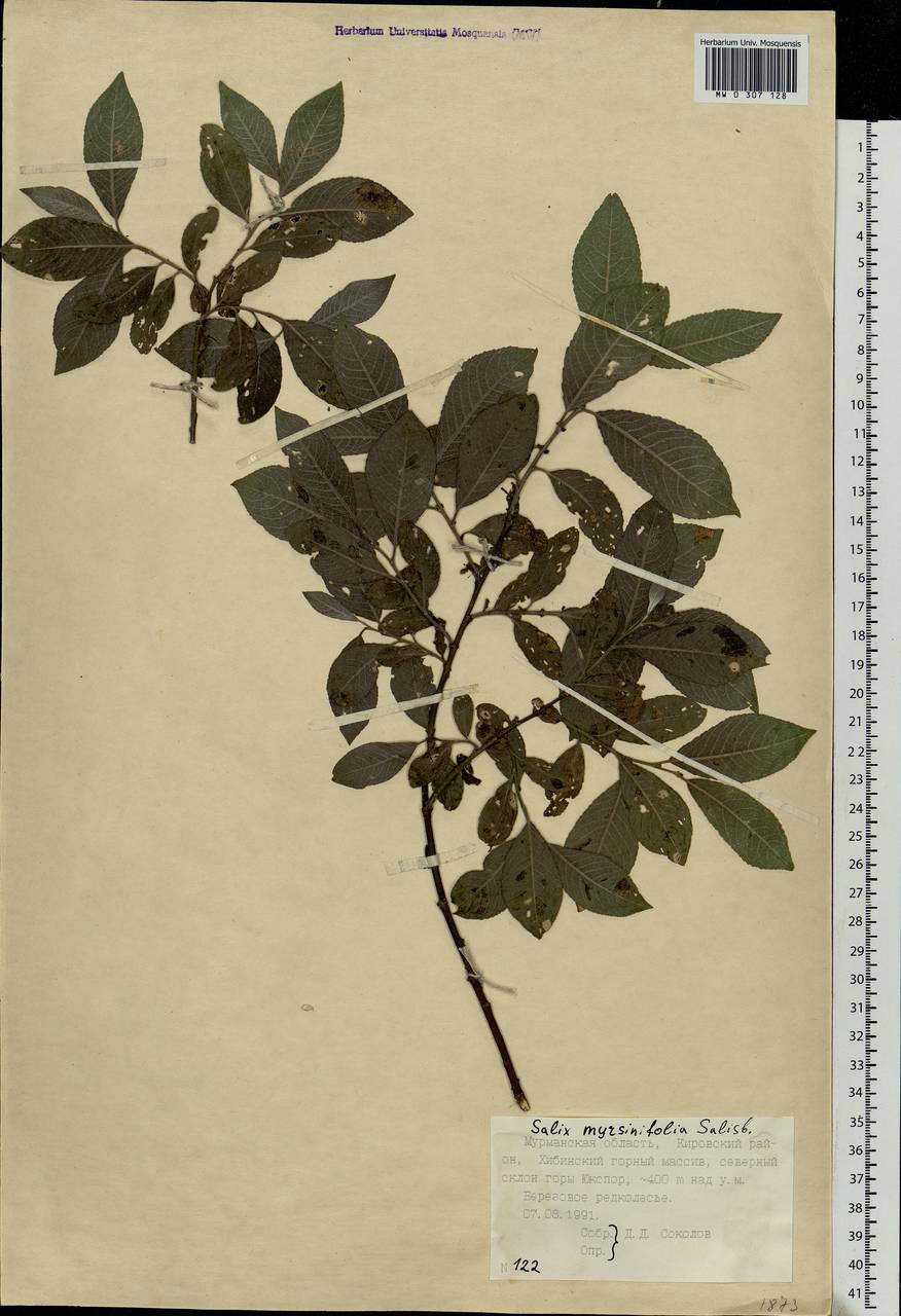 Salix myrsinifolia, Eastern Europe, Northern region (E1) (Russia)