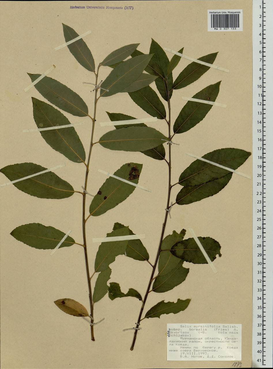 Salix myrsinifolia Salisb., Eastern Europe, Northern region (E1) (Russia)