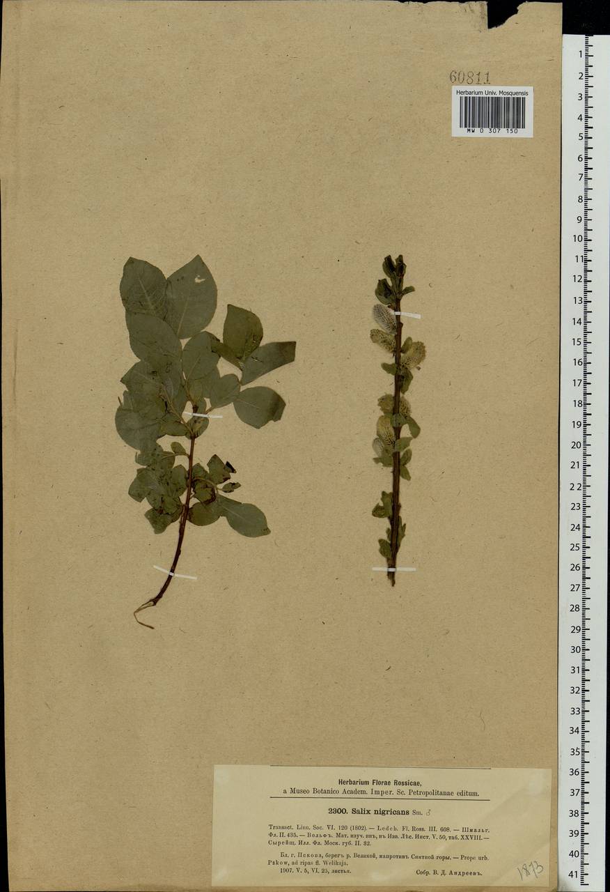 Salix myrsinifolia, Eastern Europe, North-Western region (E2) (Russia)