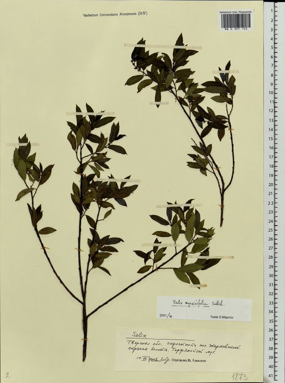 Salix myrsinifolia Salisb., Eastern Europe, North-Western region (E2) (Russia)