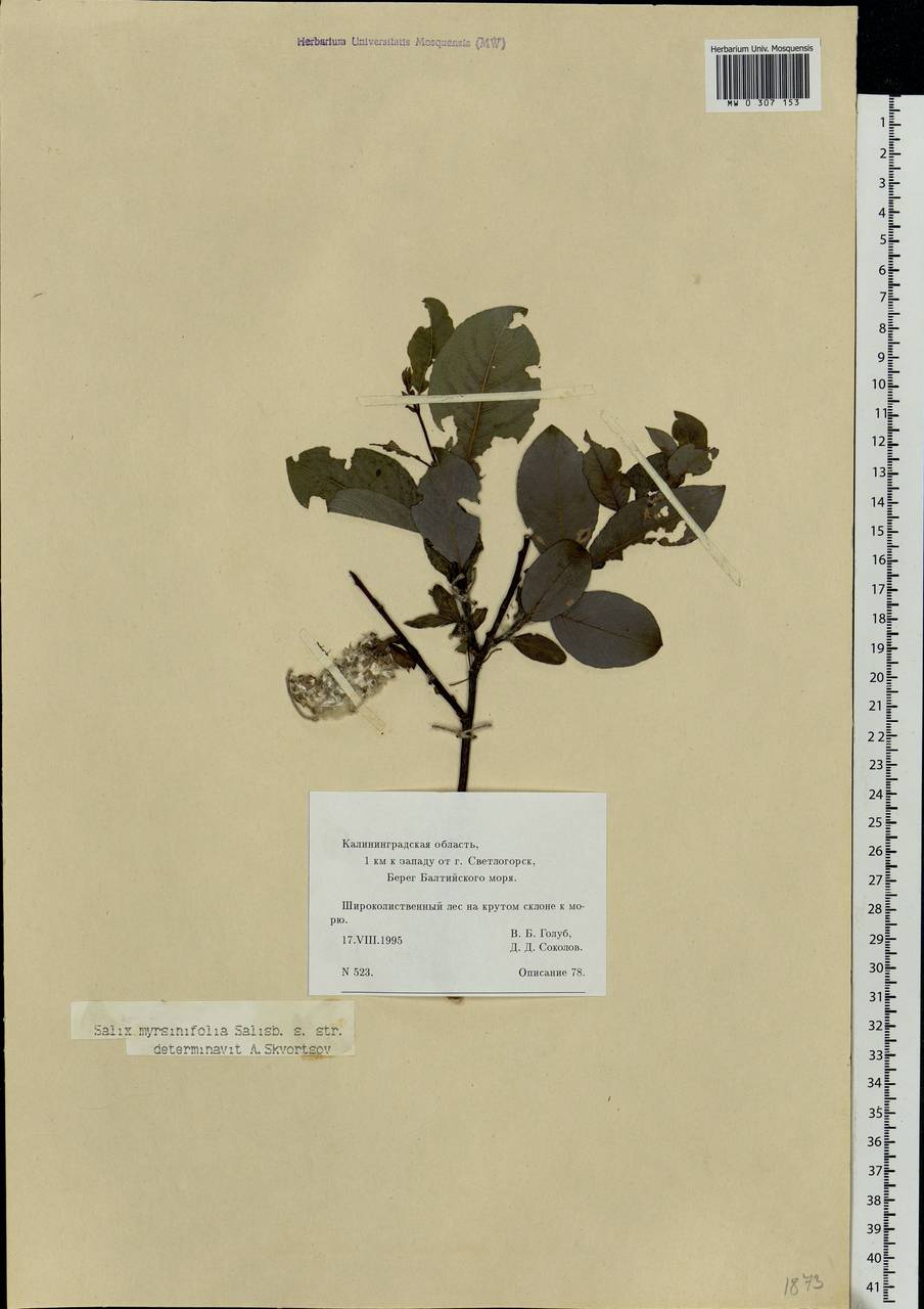 Salix myrsinifolia, Eastern Europe, North-Western region (E2) (Russia)