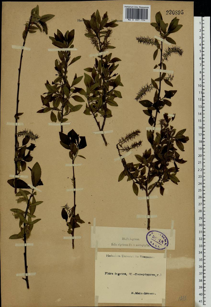 Salix myrsinifolia Salisb., Eastern Europe, North-Western region (E2) (Russia)