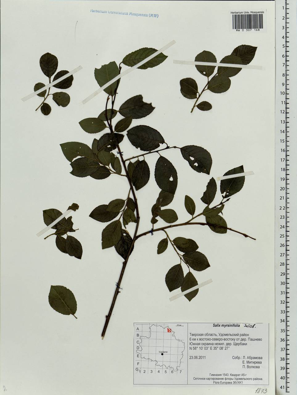 Salix myrsinifolia Salisb., Eastern Europe, North-Western region (E2) (Russia)