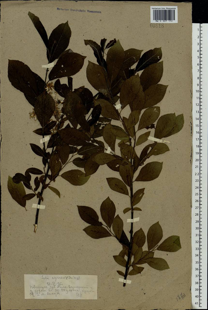 Salix myrsinifolia, Eastern Europe, North-Western region (E2) (Russia)