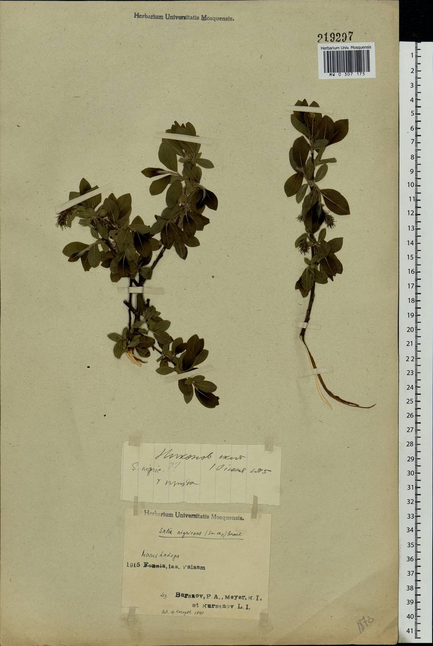 Salix myrsinifolia Salisb., Eastern Europe, Northern region (E1) (Russia)