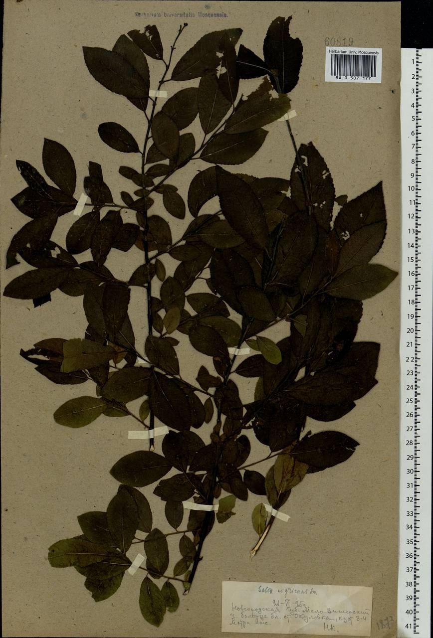 Salix myrsinifolia Salisb., Eastern Europe, North-Western region (E2) (Russia)