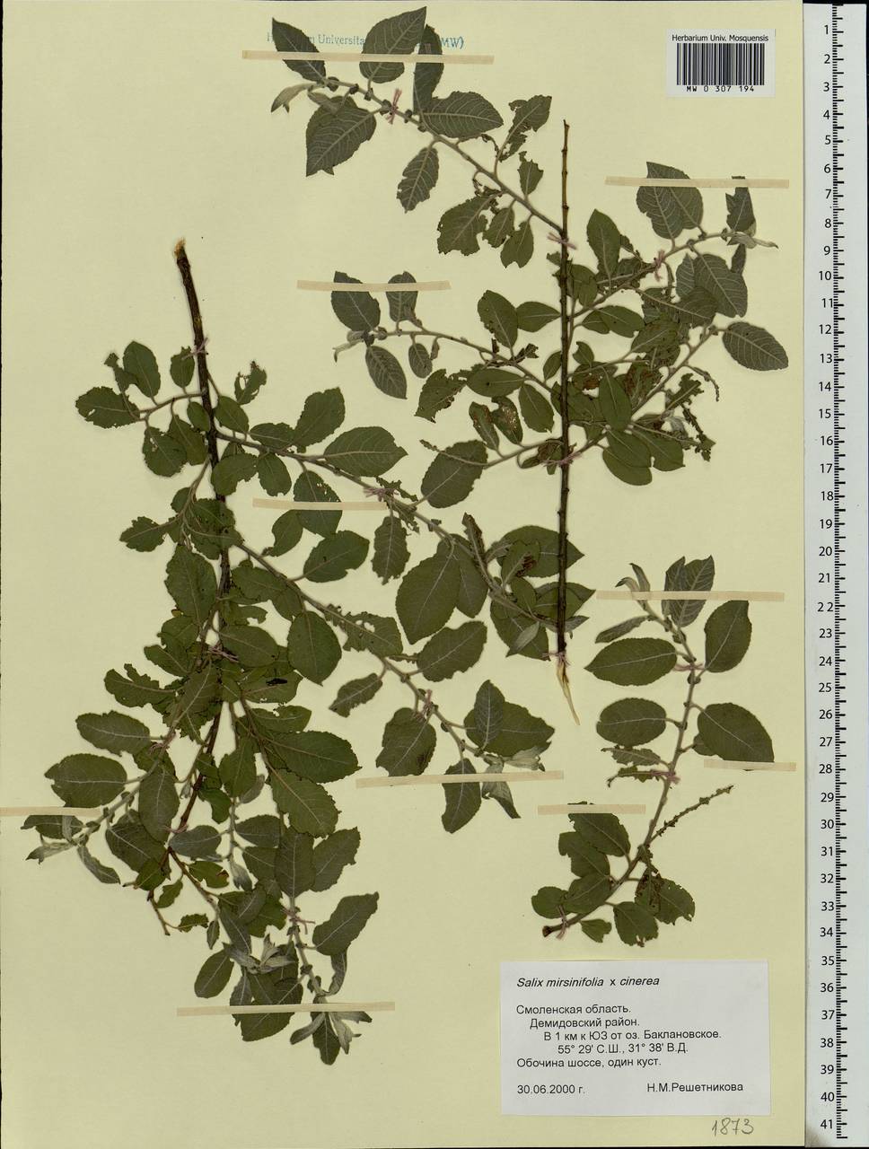Salix vaudensis Schleich. ex J.Forbes, Eastern Europe, Western region (E3) (Russia)
