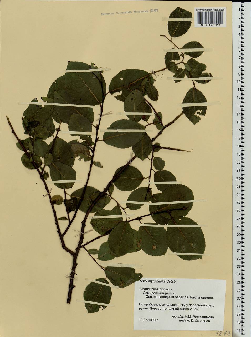 Salix myrsinifolia, Eastern Europe, Western region (E3) (Russia)