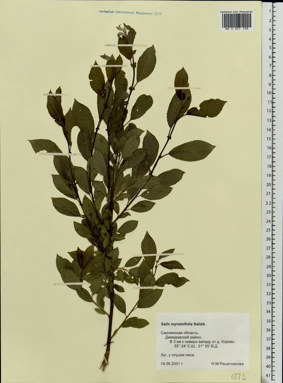 Salix myrsinifolia Salisb., Eastern Europe, Western region (E3) (Russia)