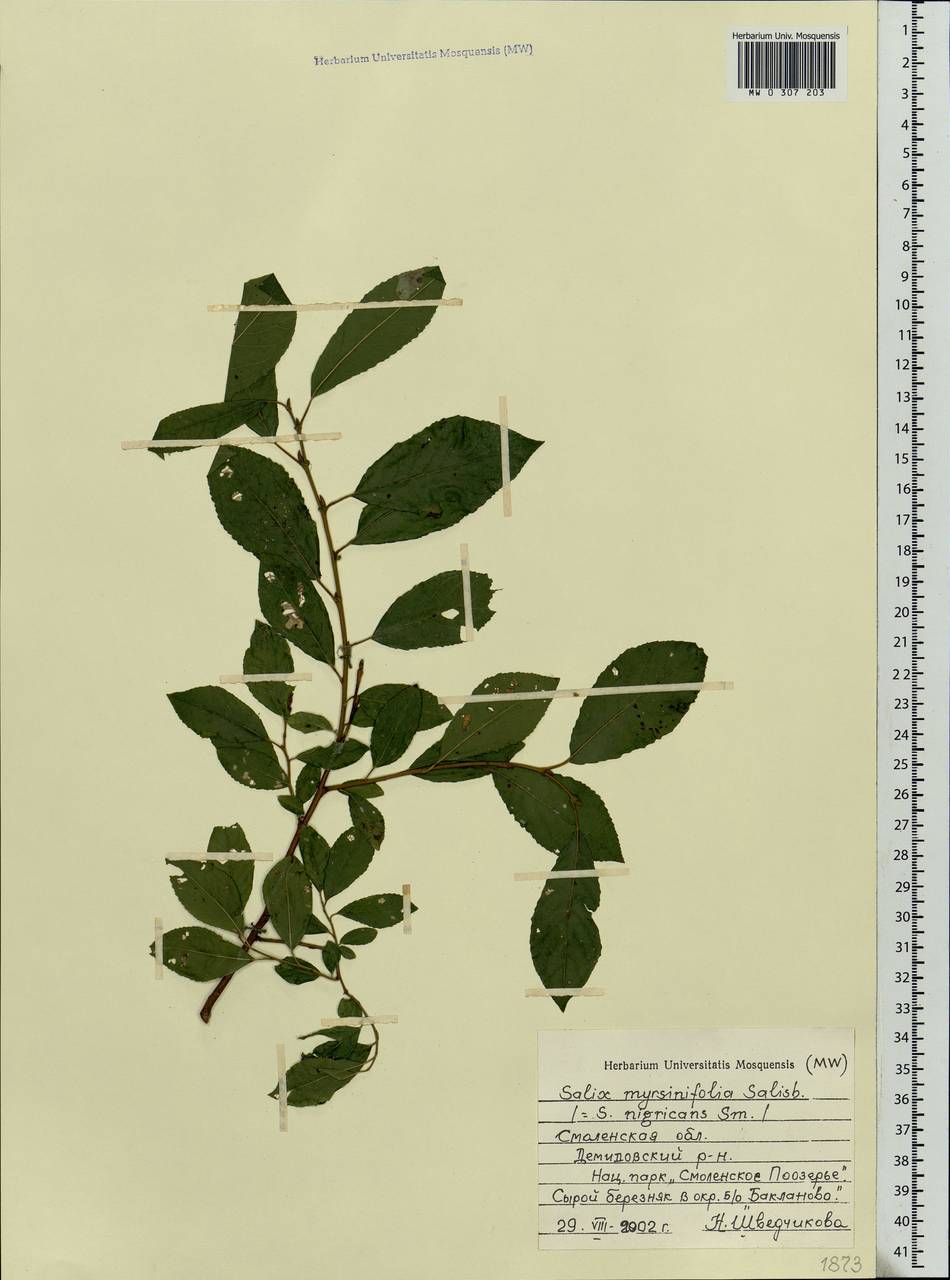 Salix myrsinifolia Salisb., Eastern Europe, Western region (E3) (Russia)