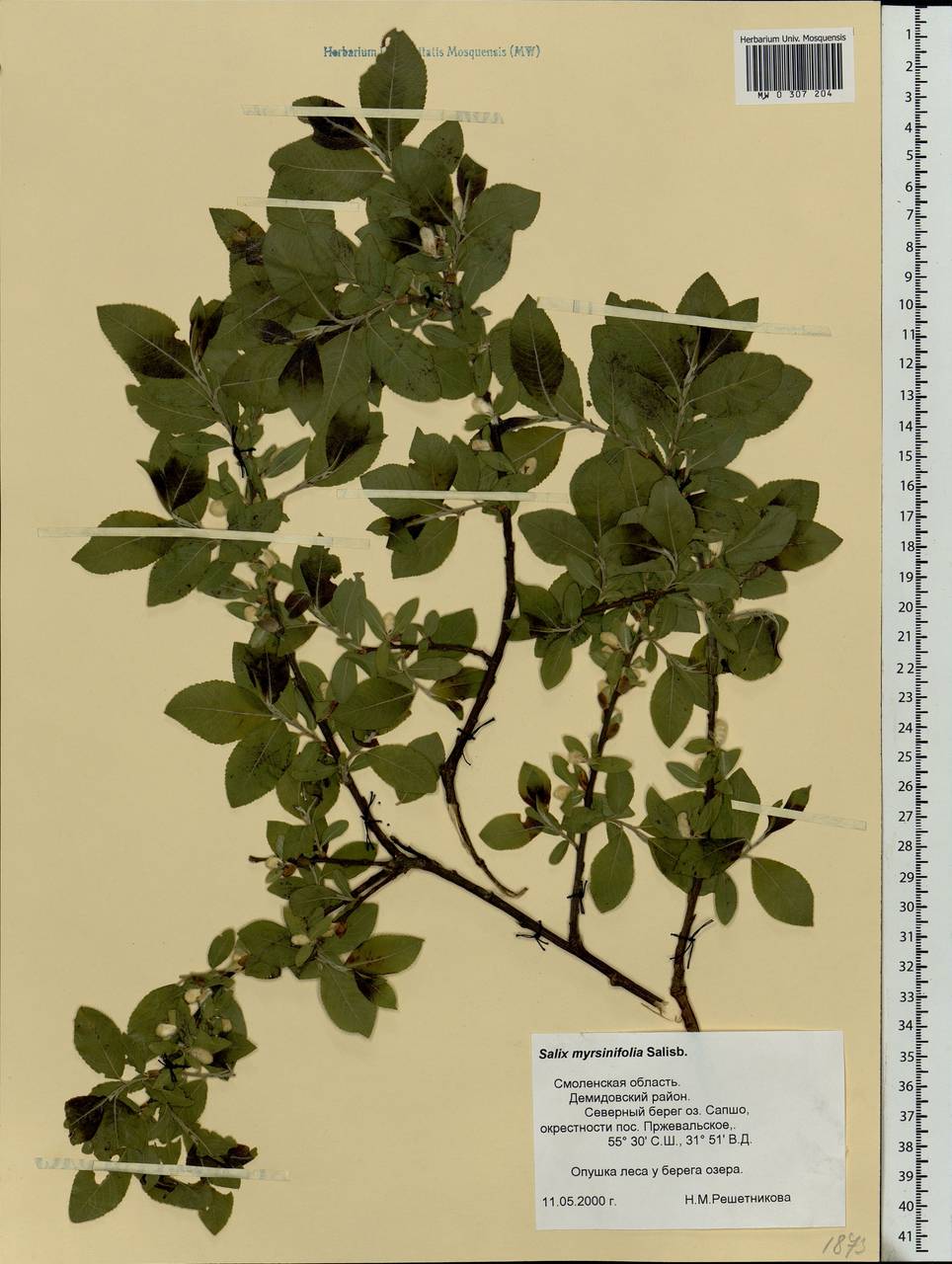 Salix myrsinifolia, Eastern Europe, Western region (E3) (Russia)