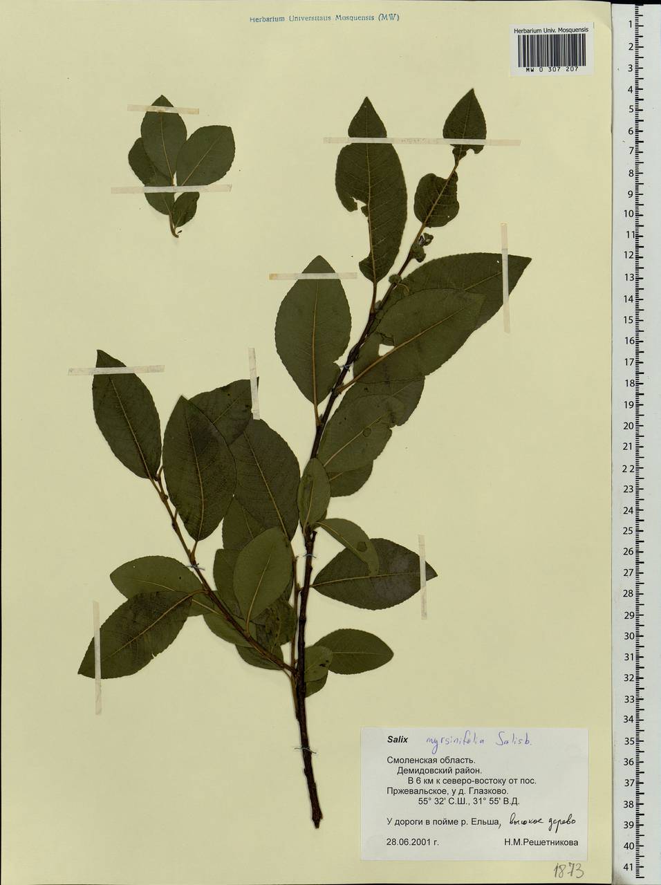 Salix myrsinifolia Salisb., Eastern Europe, Western region (E3) (Russia)