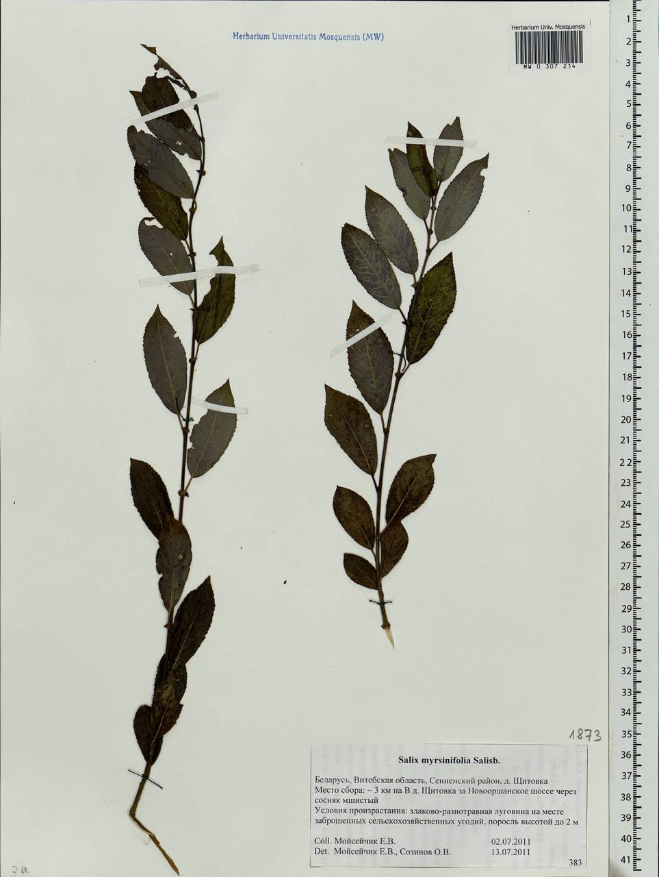 Salix myrsinifolia, Eastern Europe, Belarus (E3a) (Belarus)