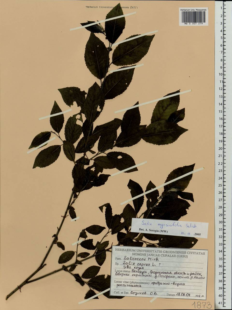 Salix myrsinifolia Salisb., Eastern Europe, Belarus (E3a) (Belarus)