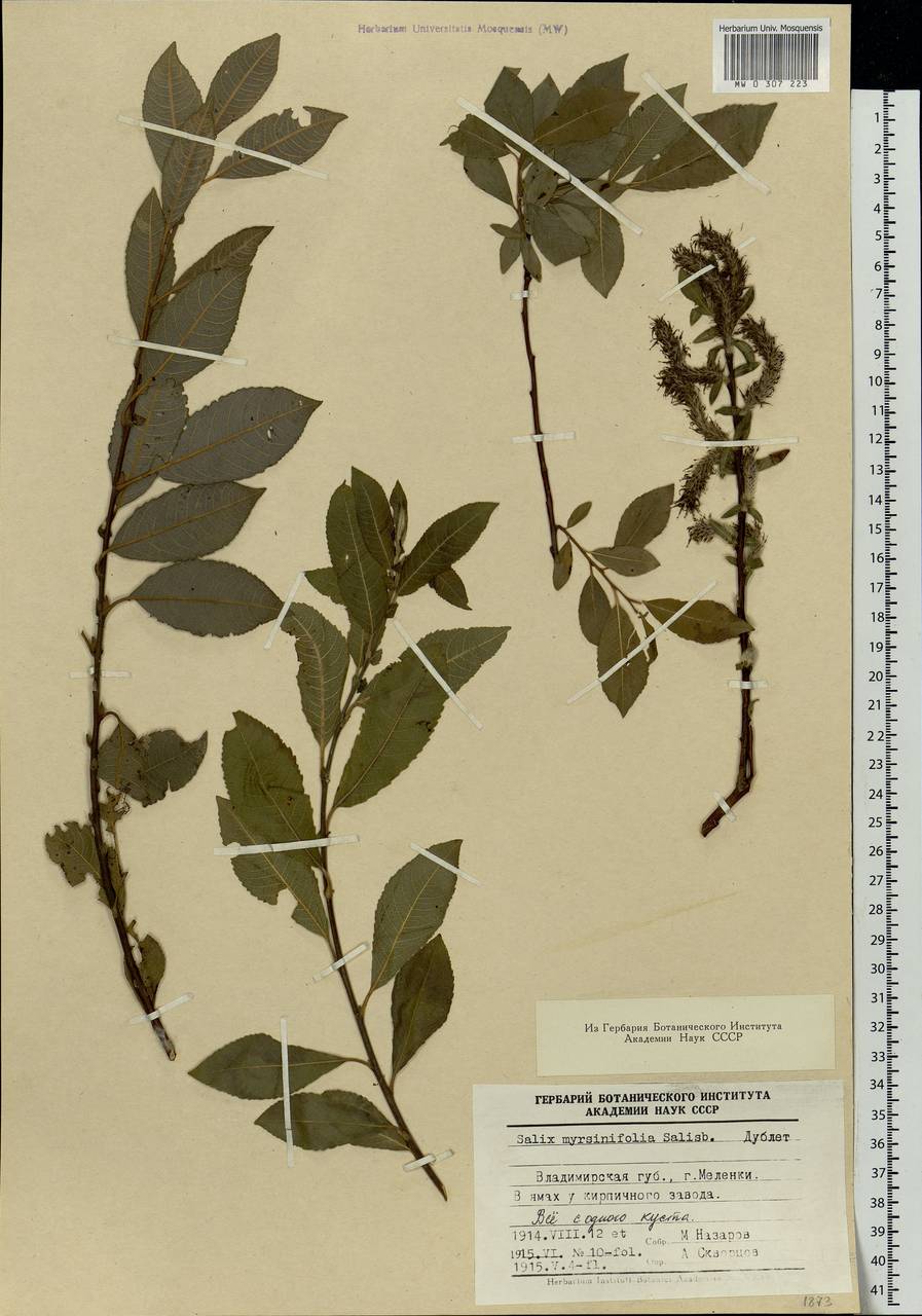 Salix myrsinifolia, Eastern Europe, Central region (E4) (Russia)