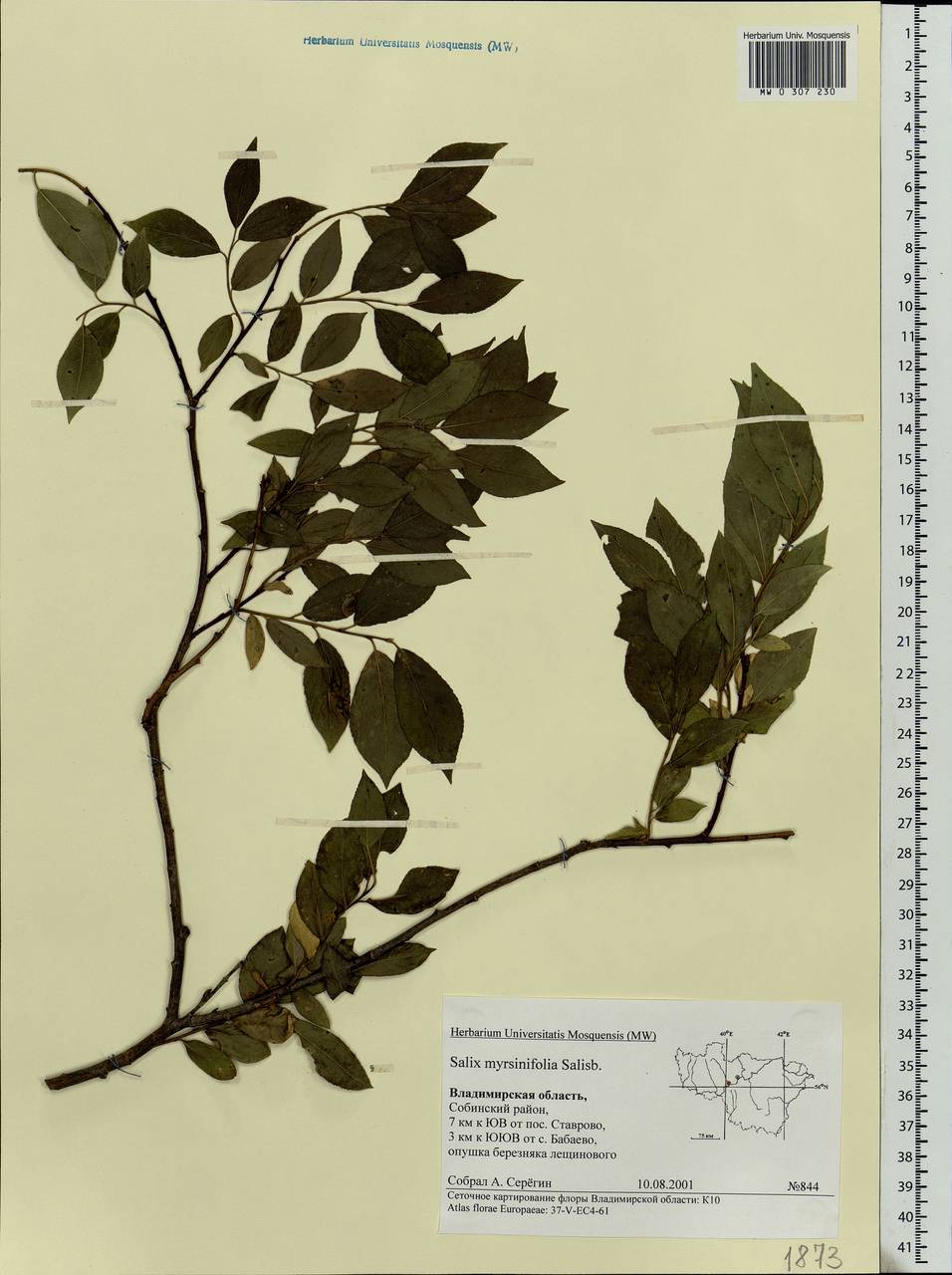 Salix myrsinifolia, Eastern Europe, Central region (E4) (Russia)