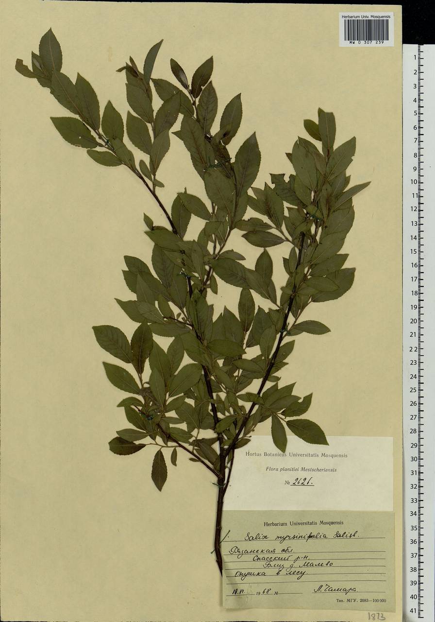 Salix myrsinifolia, Eastern Europe, Central region (E4) (Russia)