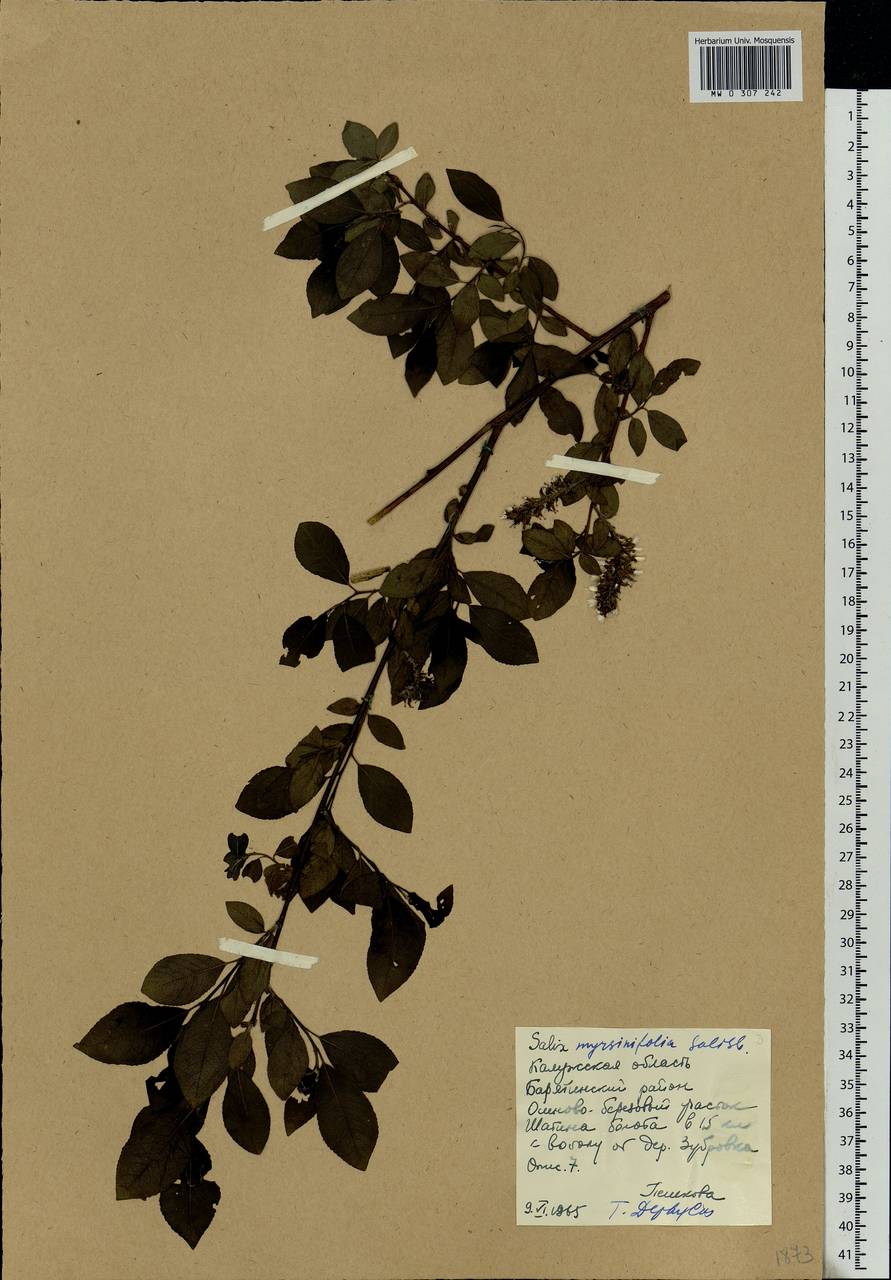 Salix myrsinifolia, Eastern Europe, Central region (E4) (Russia)