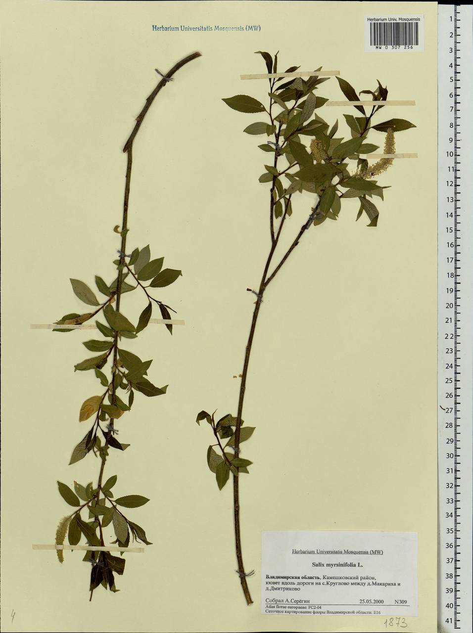 Salix myrsinifolia, Eastern Europe, Central region (E4) (Russia)