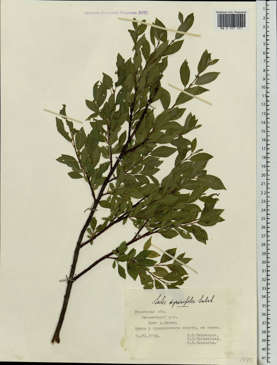 Salix myrsinifolia Salisb., Eastern Europe, Central region (E4) (Russia)